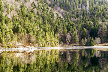 Image showing Trees at lakeside