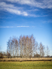 Image showing birches with cloudscape