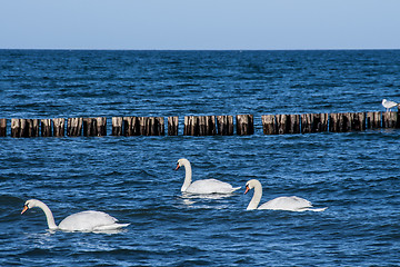 Image showing Three swans
