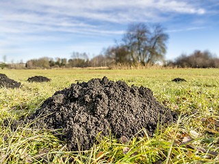 Image showing Molehill