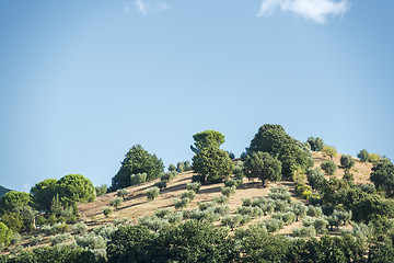 Image showing Hill with olive trees