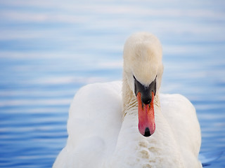 Image showing Swan