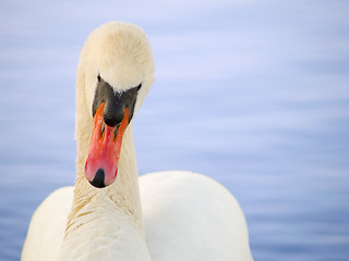 Image showing Swan