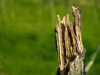Image showing Broken Tree