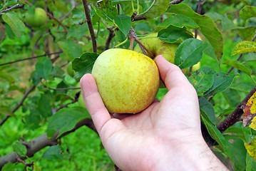 Image showing Pick a apple