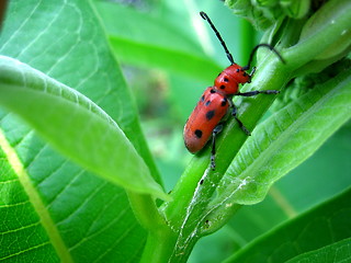 Image showing Red Beetle