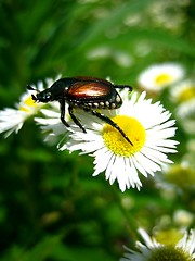 Image showing Bug on Daisy