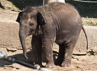 Image showing Elephant