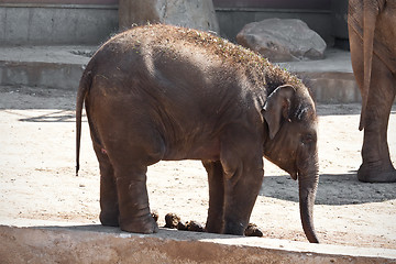 Image showing Elephant