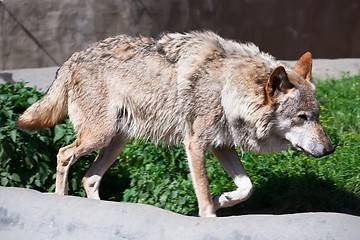 Image showing Wolf