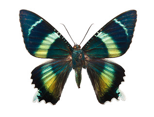 Image showing Butterfly Alcides argathyrsus
