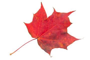 Image showing Maple leaf