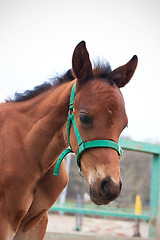 Image showing Horse