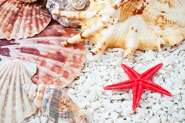 Image showing Seashells