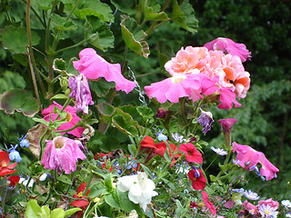 Image showing Coloured Flowers