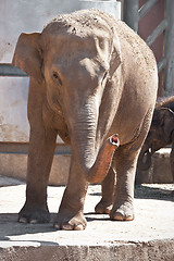 Image showing Elephant