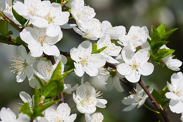 Image showing Apple flowers