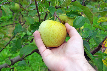 Image showing Hand picking apple