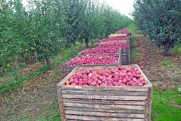 Image showing Apple orchard harvest