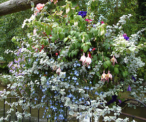 Image showing Coloured Flowers