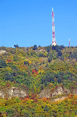 Image showing Forest in autumn