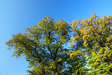 Image showing Autumn begin