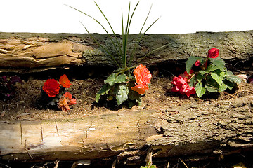 Image showing Rustic Begonia Garden