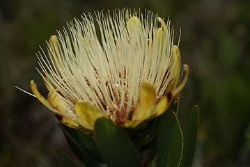 Image showing Flower