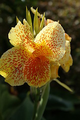 Image showing Orkide