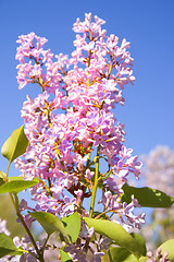 Image showing Colors of Spring