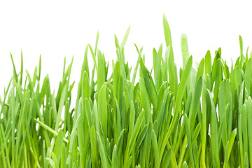 Image showing Green grass