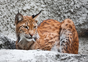 Image showing Lynx