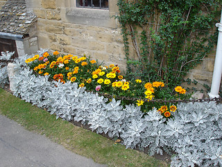 Image showing Flowers in a garden