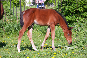 Image showing Horse