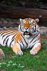 Image showing Tiger