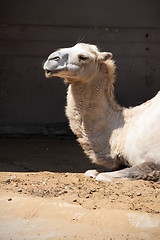 Image showing Camel