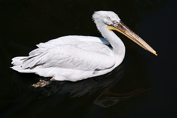 Image showing Pelican