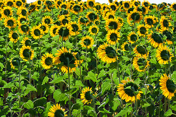 Image showing Sunflowers