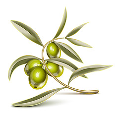 Image showing Green olives branch