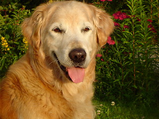 Image showing Golden Retreiver