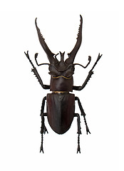 Image showing Beetle