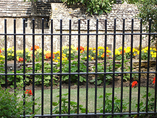 Image showing Flowers in a garden