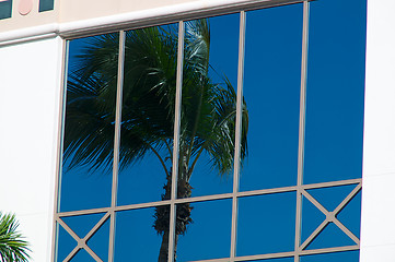 Image showing palm tree reflected in glass