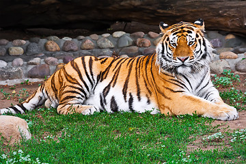 Image showing Tiger