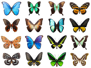 Image showing Tropical butterflies