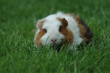 Image showing Guinea pig