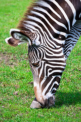 Image showing Zebra