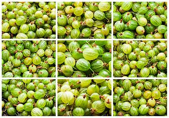 Image showing Gooseberries