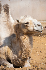 Image showing Camel