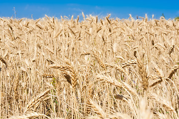Image showing Wheat field